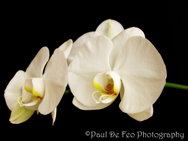 Paul De Feo Photography Floral